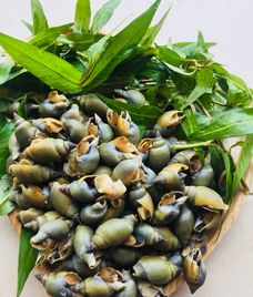 ốc cà na hấp gừng