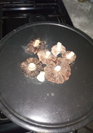 صورة لوصفة فطر بري