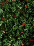 Salsa Chimichurri