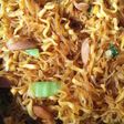 Bakmi goreng bumbu iris