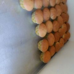 Vanilla cupcakes😋😋 A picture of Vanilla cupcakes😋😋.