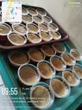 Agar agar gula merah