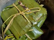 A picture of banana leaves