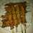Sate Usus Ayam
