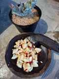 Sambal Timun (Reuceuh Bonteng)