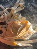 Massa fresca caseira (tipo fettuccine)