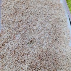 A picture of Maida ki Pottay wali Sawaiyan.