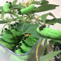 A picture of Caterpillar cookies keju.