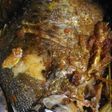 Ikan Bakar Kuning