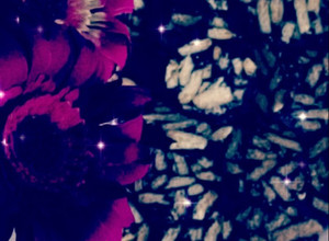 صورة لوصفة حلا بسكوت الشاي ✨💜