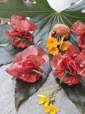 Sacchettini di bresaola