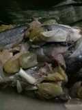 Pais Manis iwak Lundu /pepes manis ikan lundu #herlinwidodo