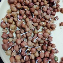 A picture of Chana Sprouts.