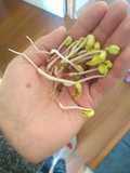 Brotecitos para wok