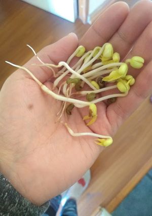 Una foto de Brotecitos para wok