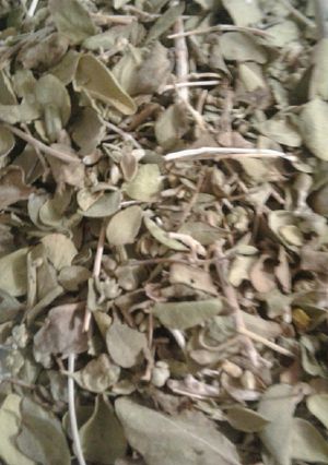 عکسی از دستور آویشن