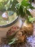 🪹Crème🐄céleri🌿 chavroux🐐 noisettes🌰 🪶🕊️