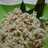 Isian lemper ayam nikmat