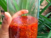 Gambar sambal terasi cabe kering