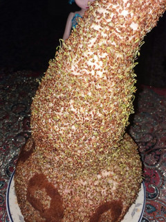 عکسی از دستور ایده کاشت سبزه