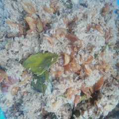 รูปของ Megono