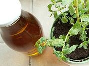 Une photo de menthe boisson