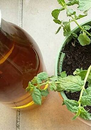 Une photo de Boisson rafraîchissante à la menthe