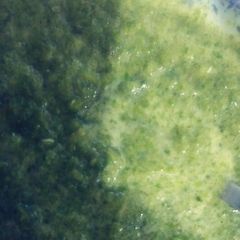 A picture of Mint chutney.