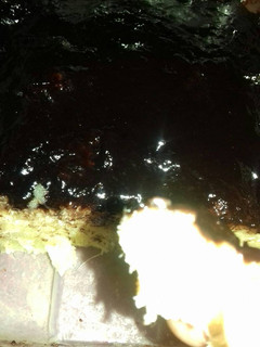 Foto resep Proll tape coklat