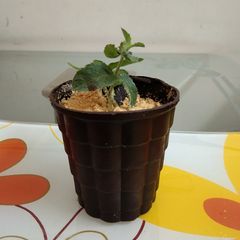 A picture of Flower pot chocolate.