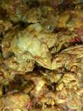 Rica Rica Ayam Pedas