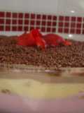 Pavê napolitano 😋🤎🤍💖