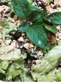 Salada de folhas com maionese de abacate com castanha de caju
