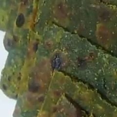 Palak Paratha Healthy Breakfast Recipe A picture of Palak Paratha Healthy Breakfast Recipe.