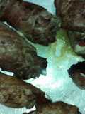 Bistec relleno