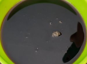 Una foto de Salsa de anguila