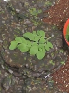 முருங்கை கீரை கேழ்வரகு அடை(murungaikeerai kelvaragu adai recipe in tamil) செய்முறை முக்கிய புகைப்படம்