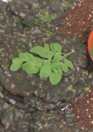 முருங்கை கீரை கேழ்வரகு அடை(murungaikeerai kelvaragu adai recipe in tamil) செய்முறை முக்கிய புகைப்படம்