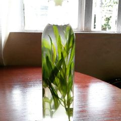 A picture of Tarragon Infused Oil.
