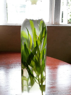 A picture of Tarragon Infused Oil.
