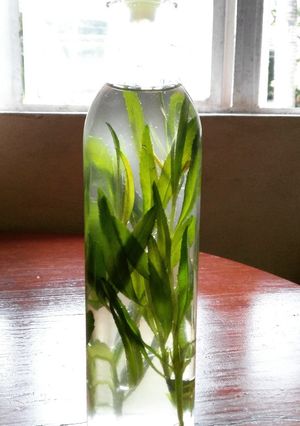 A picture of Tarragon Infused Oil.