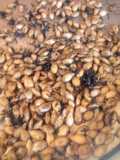 Pipas de semillas de calabaza