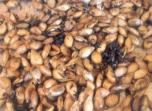 Una foto de Pipas de semillas de calabaza