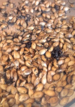 Una foto de Pipas de semillas de calabaza