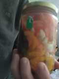 Pickles otoñales