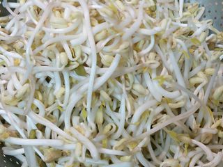 澤的茶壺 孵豆芽菜