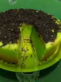 Bolu pandan 10 telur😱