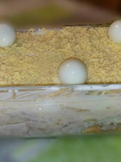 Una foto de Pastel de atún