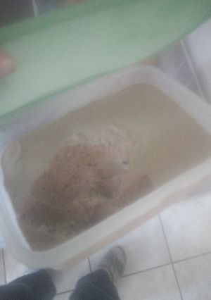 A picture of Milo icecream.