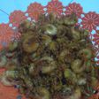 Udang goreng